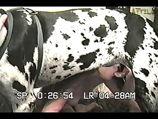 Oral Sex With Dog Part 6