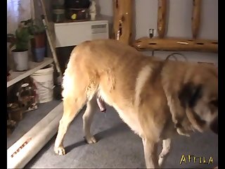 Fat Housewife Fucking With Two Dogs Part 1