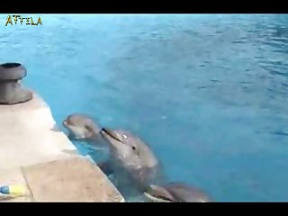 Dolphin Erection Training