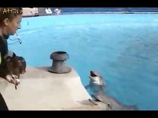 Dolphin Erection Training