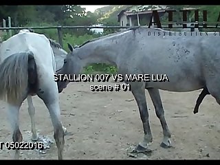 Vt05022016 Stallion 007 Vs Mare Lua Sc 01