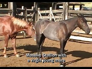 Massive Stallion Breeding 1