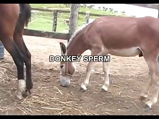 Donkey Sperm