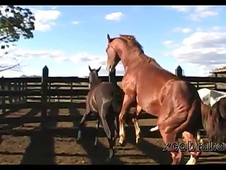 Dinho Stallion