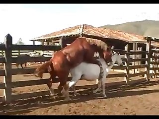 Dinho Stallion Hot 2012