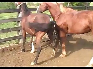Horse Stallion Attack