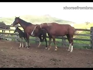 Stallion Attack