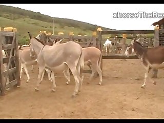 Donkeys Dena's Farm 01