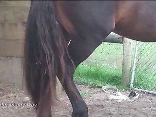 Stallion Loving