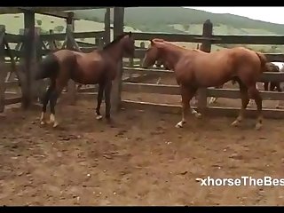Virgin Mare 23