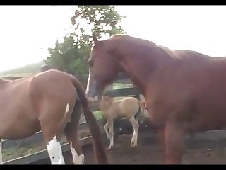 Horse Quarter Attack 4