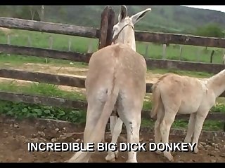 Donkey Incrdible