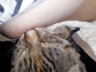 Cats Sucks Nipple