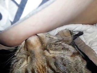 Cats Sucks Nipple