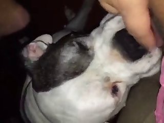 Dog Loves Licking Wet Pussy