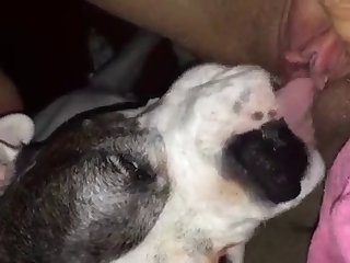 Dog Loves Licking Wet Pussy