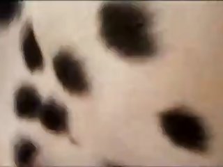 Dalmatian Feeding A Girl His Sperim