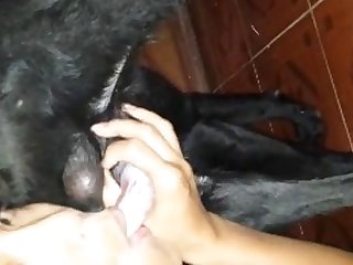 Asian Girl Tastes Her K9 Cock