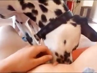 Licked By Dalmation