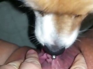 Quick Lick