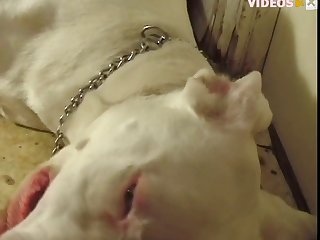 His Engorged Penis Fell Out With A Plop And A Small Amount Of Semen Came With It