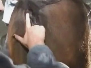 11e1qgirl Mare Eating Horses Pussy