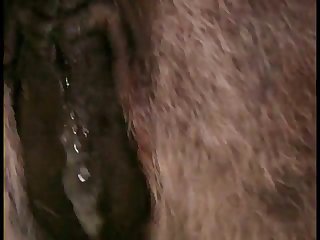 Poneze Donkey