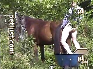 Petlust Bc33 Stud Boy