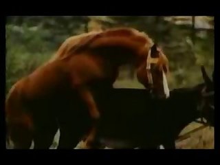 Good Sex With Donkey Animal Sex Zootube 1
