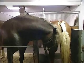 Hkm Horse Mating Low