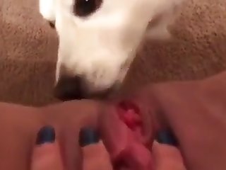 Milf Licked By Dog