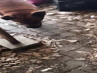 Just Getting My Daily Cock Licks From My Dog