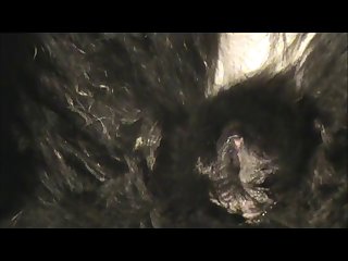 Doggiepusrub.wmv