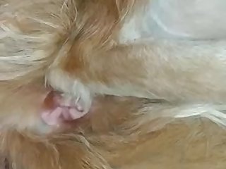 Pussy Play