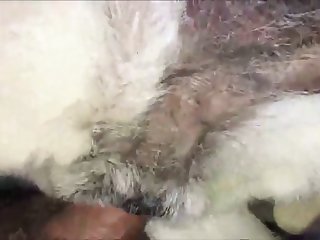 My Favorite Animal Creampies Ep. 1 Bitches Part 2 Of 2