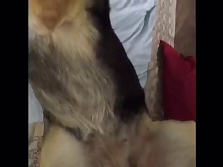Gsd Slut