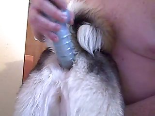 Female Dog Anal 2.wmv