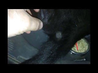 Black Lab Bitch.wmv