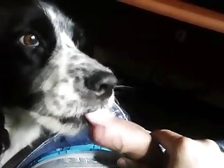 Pup Cleans Up