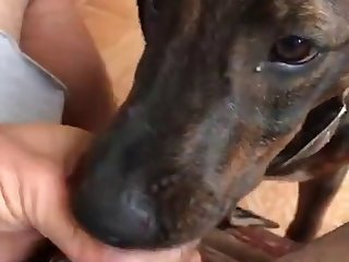 Dog Licking My Dick
