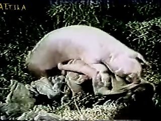 Porn Stories Bestiality