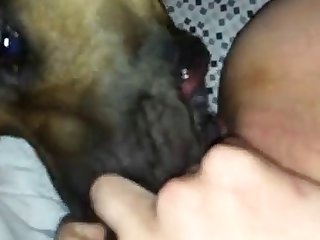 Sucking Animal Porn