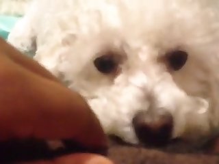 Girls Animal Sex Porn