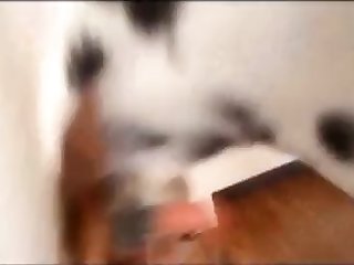 Animal Crossing Cat Video Porn Hub