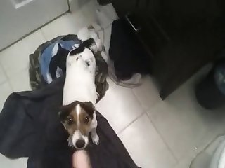 Animal Sex Hd Porn
