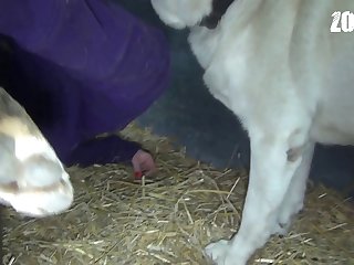 Zoofilia Gay Gallina
