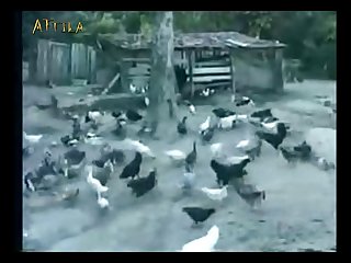 Montando Al Perro Zoofilia
