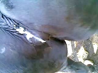 Anal Snake Porn