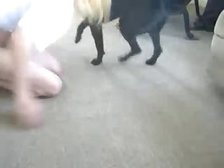Dog Fuck Pussy Orgasm