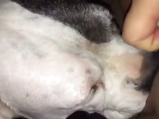 Mei Ling Dog Fuck